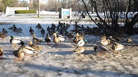 Meeting Of The Ducks, Ottawa, ON, CA.