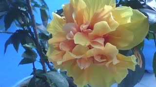 Linda flor hibiscos tropical amarela, ela tem camadas de vermelho [Nature & Animals]