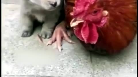 Amazing love of a rooster for a little puppy!