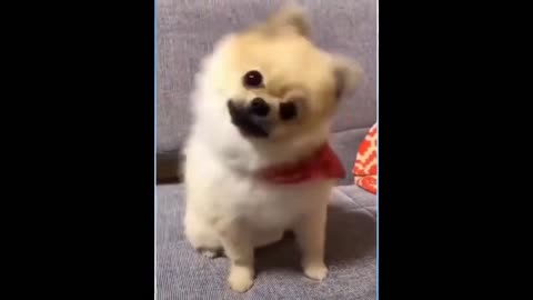 funny animal video 2024