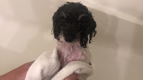 Lucky the Poodle getting a BATH...... Awwwwwwwww :)