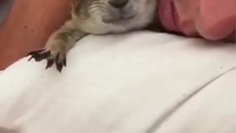 prairie dog enjoys a nap - prairie dog pet