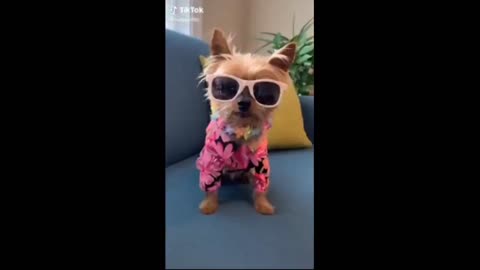 Funny ladies animals. Compilation of funny videos