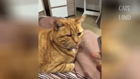 OMG So Cute Cats ♥ Best Funny Cat Videos 2021