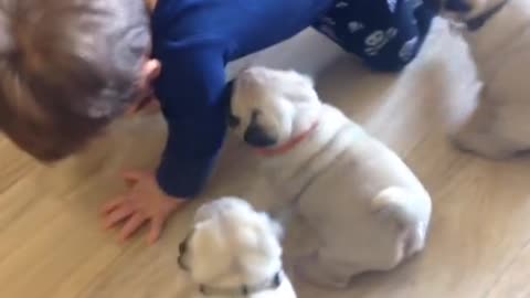 Pug chase by cute baby.