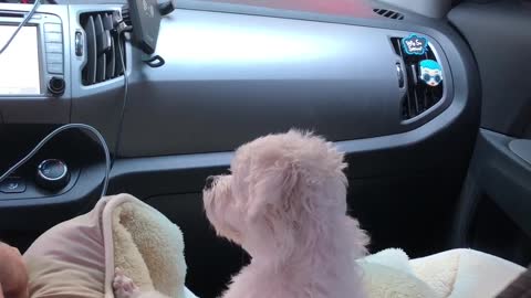 Puppies are afraid of automatic car washing