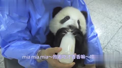 Panda want some cuddles while drinking milk