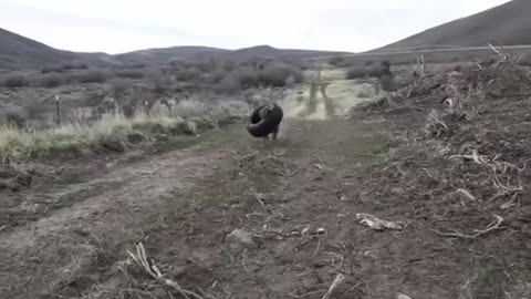 Super strong Olde English Bulldogge carries tire with ease