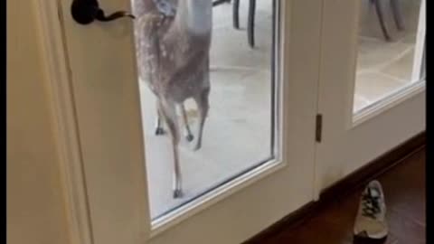 Hungry deer demands food by stomping her hoof