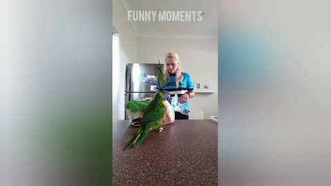 Smart And Funny Parrots - Parrot Talking Videos _Funny Moments