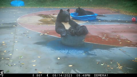 Tuxedoed Black Bears Cool Off On Basketball Court