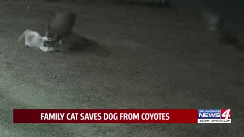 Family cat saves dog from coyotes