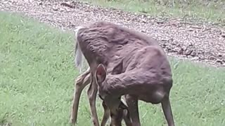 Doe With Newborn Fawn