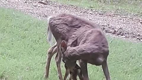 Doe With Newborn Fawn