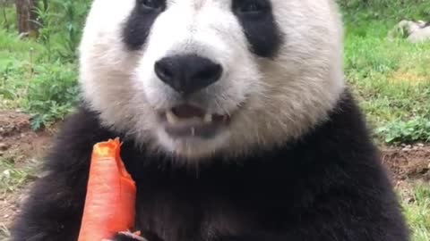 Panda eats carrots