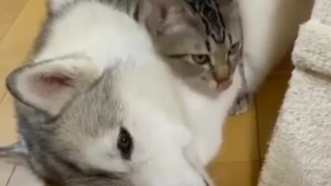 Cat freely sleeping on the dog 🐕