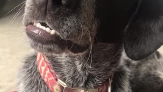 Black dog stops chewing on bone toy when owner asks if it wants to go on a ride