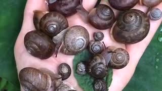 So Many Snails