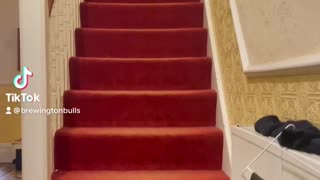 You won’t believe how this dog goes upstairs