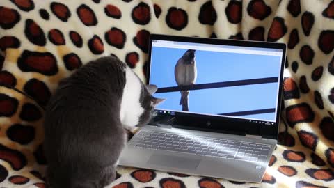 My cat tries to catch a bird while streaming a video on my tablet
