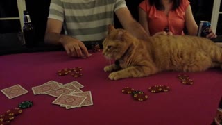 Poker and jax the cat (may 2nd, 2014)