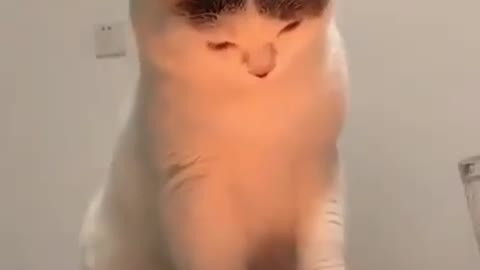 Cat seeing the candle for first time Hilarious reaction!!