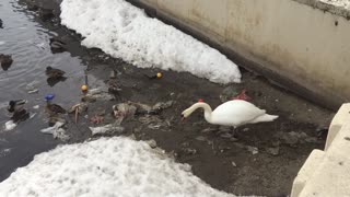 Swan Cleans Lake of Trash