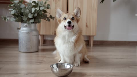 Cute beautiful dog sitting on the floor