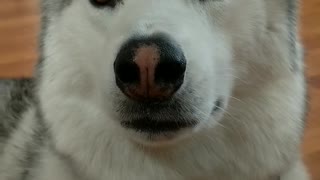 Dog owner discovers"shut down" button on her husky