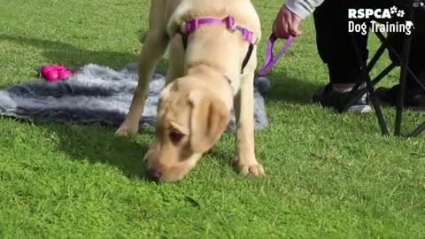 Dog training || cute dog