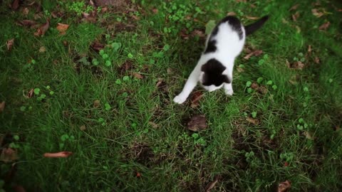 A cute black and white cat is playing with a brown frog in the grass under the tree