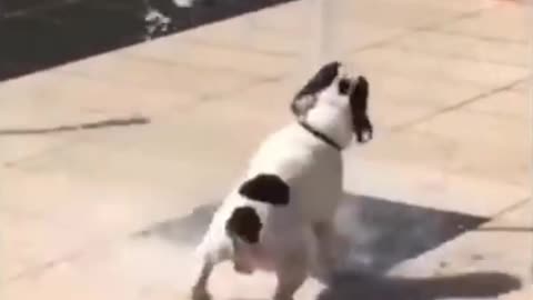 Have you ever seen a dog dancing like this?