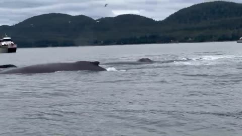 ♥Humpback Whales Bubble Netting-Juneau, AK 2023♦
