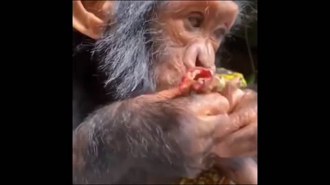 Funny Chimpanzee Moments Videos Compilation