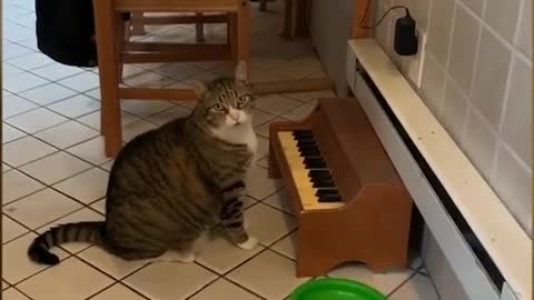 My Cat plays piano when he's hungry