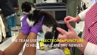 Paralyzed Kitten Rescued From Storm Drain Amazes Herself When She Takes Her First Steps