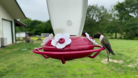Stunning Up-Close Footage Captures Hummingbirds At Feeder