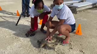 [Video] Liberación de tortugas en las Islas del Rosario