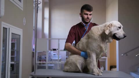 Beautiful golden retriever sitting on table at pet care clinic during cargiology check-up