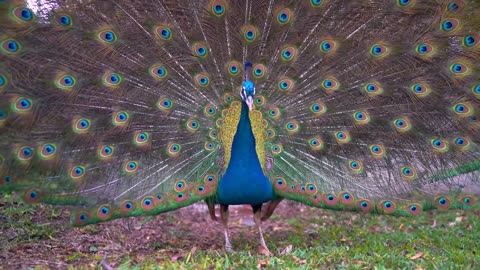 Peacock Shows Spectacularly Colored Plumage