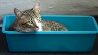 Cat in a Tray, Ready to Be Put in the Oven