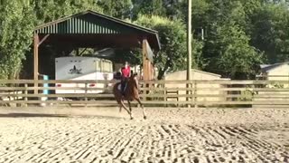 Caballo es graciosamente sorprendido por una gallina