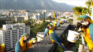 Wild Macaws Come for a Visit