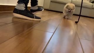 Pomeranian jumps for toy rope, ends up crashing into the camera