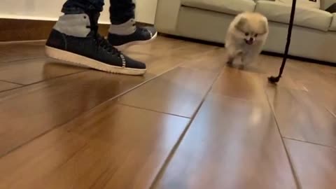 Pomeranian jumps for toy rope, ends up crashing into the camera
