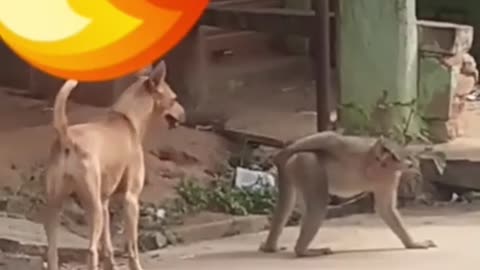 Funny video monkey1