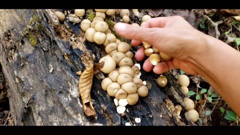 Lycoperdon pyriforme Pear-shaped puffball mushroom