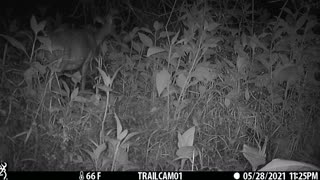 2 deer at night.