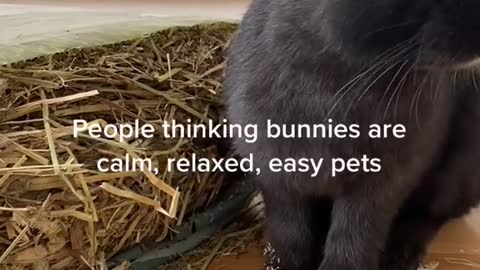 Bunnies are deceiving pets!!
