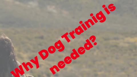 How do I Train my Dog to come When called?